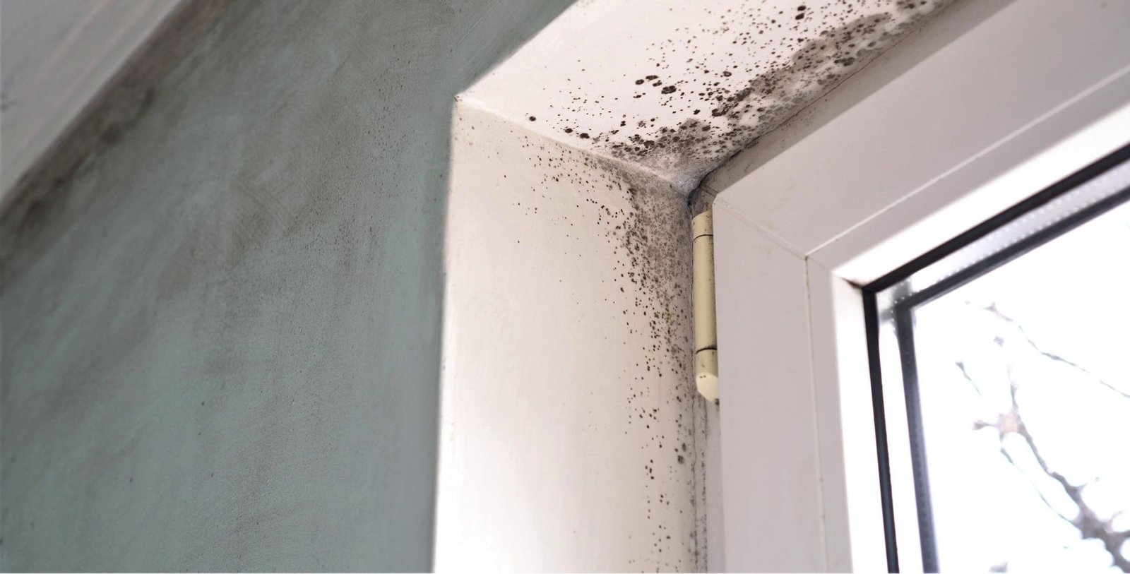 Clearing The Air Mold Remediation